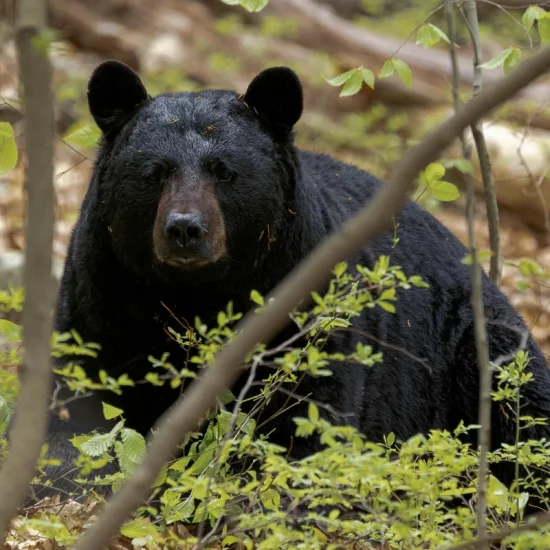 Black Bear in nature